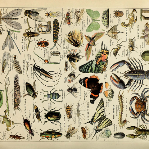 Arthropoda For All, Vintage Art Poster, Adolphe Millot 100 Puzzle 3D Modell