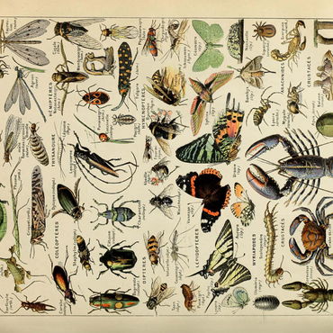Arthropoda For All, Vintage Art Poster, Adolphe Millot 500 Puzzle 3D Modell