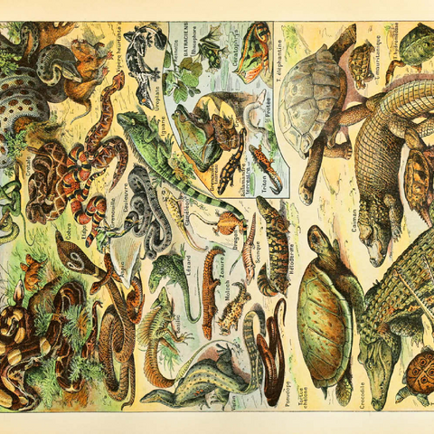 Reptiles For All, Vintage Art Poster, Adolphe Millot 500 Puzzle 3D Modell
