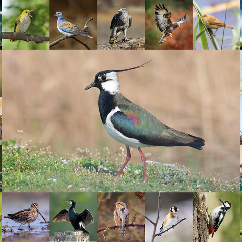 Vögel des Jahres - Collage Nr.9 - Hauptmotiv: Kiebitz 100 Puzzle 3D Modell