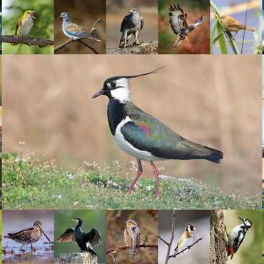 Vögel des Jahres - Collage Nr.9 - Hauptmotiv: Kiebitz 500 Puzzle 3D Modell