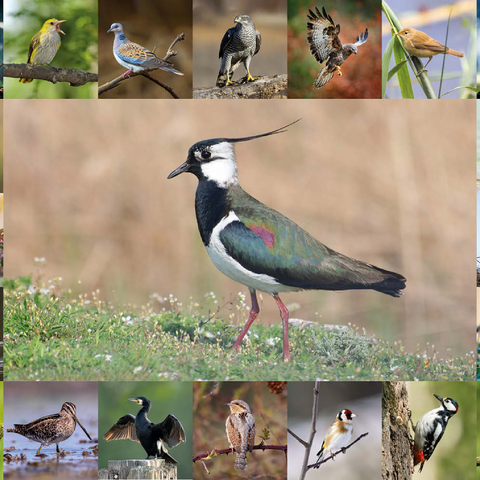 Vögel des Jahres - Collage Nr.9 - Hauptmotiv: Kiebitz 500 Puzzle 3D Modell