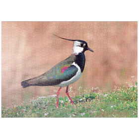 Darstellung des Puzzle Motivs Kiebitz - Vogel des Jahres 2024 - Puzzleteile: 1000