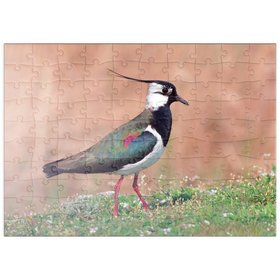 Darstellung des Puzzle Motivs Kiebitz - Vogel des Jahres 2024 - Puzzleteile: 100