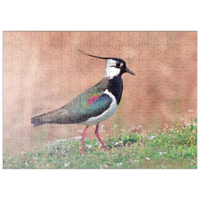 Darstellung des Puzzle Motivs Kiebitz - Vogel des Jahres 2024 - Puzzleteile: 200
