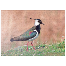 Darstellung des Puzzle Motivs Kiebitz - Vogel des Jahres 2024 - Puzzleteile: 500