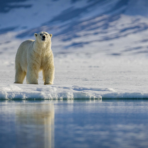 Bedrohte Tierarten: Eisbär in Spitzbergen -  Norwegen 1000 Puzzle 3D Modell