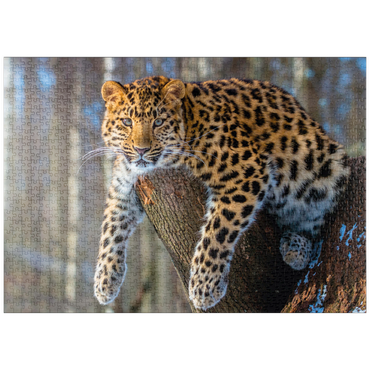 puzzleplate Bedrohte Tierarten: Amur-Leopard 1000 Puzzle