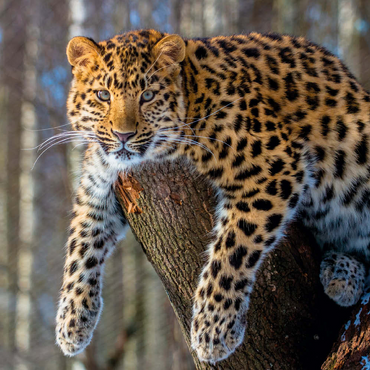 Bedrohte Tierarten: Amur-Leopard 100 Puzzle 3D Modell