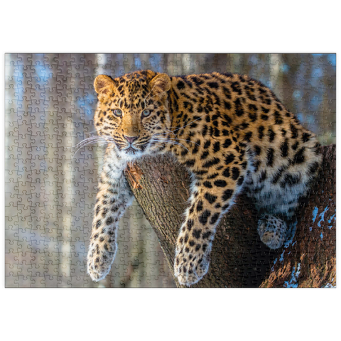 puzzleplate Bedrohte Tierarten: Amur-Leopard 500 Puzzle
