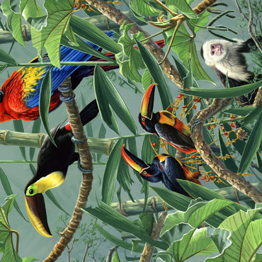 Papageien und Tukane im Regenwald 100 Puzzle 3D Modell
