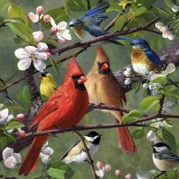 Songbirds 1000 Puzzle 3D Modell