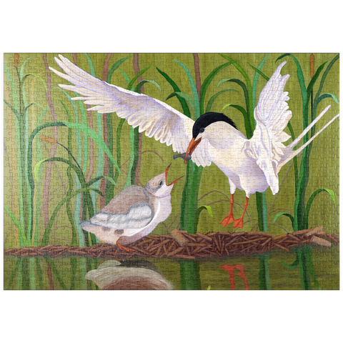 puzzleplate Forster's Tern Feeding Chick in Wetlands 1000 Puzzle