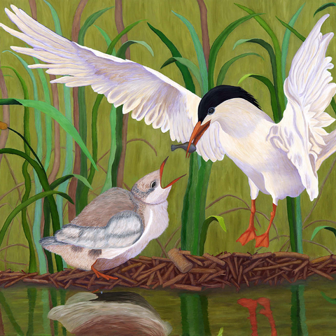 Forster's Tern Feeding Chick in Wetlands 1000 Puzzle 3D Modell