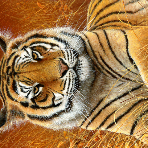 Darstellung des Puzzle Motivs Majestätischer bengalischer Tiger im goldenen Gras Majestic Bengal Tiger in Golden Grass 1000 Puzzle 3D Modell