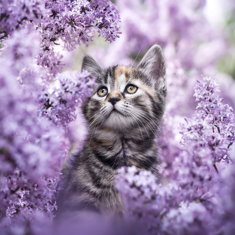 Kitten Among Blooming Lilac Flowers 1000 Puzzle 3D Modell