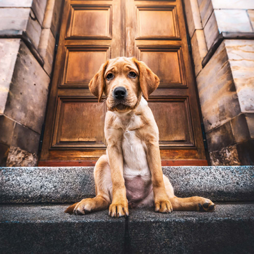 Golden Labrador Puppy on Stone Steps 100 Puzzle 3D Modell