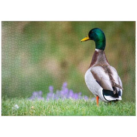 Darstellung des Puzzle Motivs Stockente auf einer Frühlingswiese mit Blumen puzzleplate Mallard Duck on Spring Meadow with Flowers 1000 Puzzle