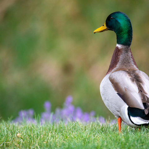 Darstellung des Puzzle Motivs Stockente auf einer Frühlingswiese mit Blumen Mallard Duck on Spring Meadow with Flowers 1000 Puzzle 3D Modell