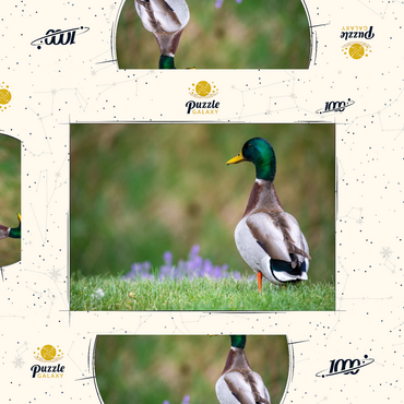 Darstellung des Puzzle Motivs Mallard Duck on Spring Meadow with Flowers 1000 Puzzle Schachtel 3D Modell