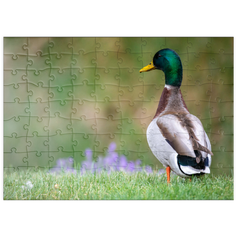 Darstellung des Puzzle Motivs Stockente auf einer Frühlingswiese mit Blumen puzzleplate Mallard Duck on Spring Meadow with Flowers 100 Puzzle