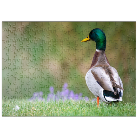 Darstellung des Puzzle Motivs Stockente auf einer Frühlingswiese mit Blumen puzzleplate Mallard Duck on Spring Meadow with Flowers 200 Puzzle