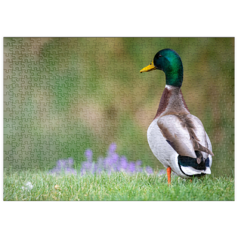 Darstellung des Puzzle Motivs Stockente auf einer Frühlingswiese mit Blumen puzzleplate Mallard Duck on Spring Meadow with Flowers 500 Puzzle