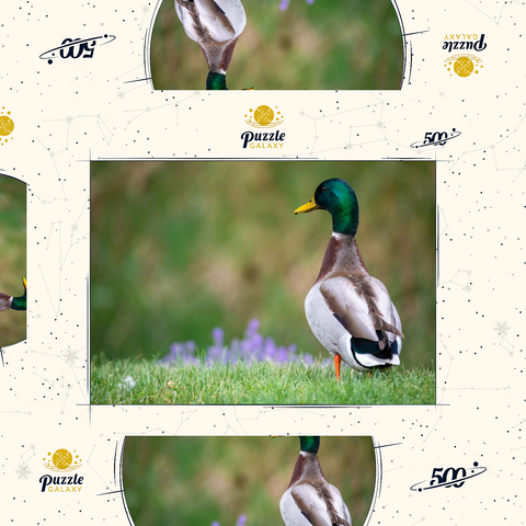 Darstellung des Puzzle Motivs Stockente auf einer Frühlingswiese mit Blumen Mallard Duck on Spring Meadow with Flowers 500 Puzzle Schachtel 3D Modell