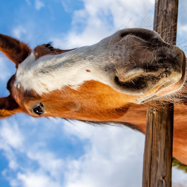 Darstellung des Puzzle Motivs Clydesdale Horse Close-Up with Blue Sky Backdrop 1000 Puzzle 3D Modell
