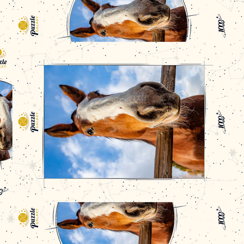 Darstellung des Puzzle Motivs Nahaufnahme eines Clydesdale-Pferdes vor blauem Himmel Clydesdale Horse Close-Up with Blue Sky Backdrop 1000 Puzzle Schachtel 3D Modell