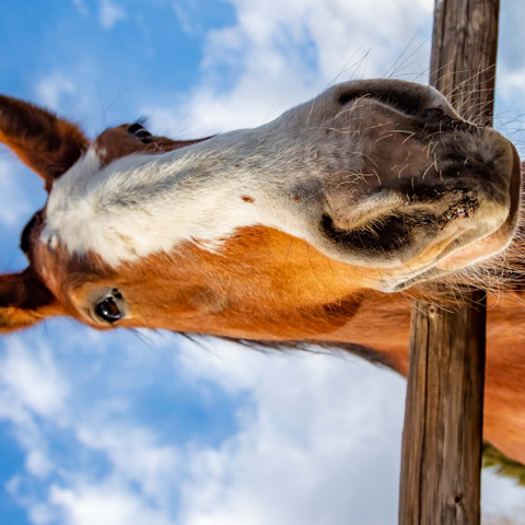 Darstellung des Puzzle Motivs Nahaufnahme eines Clydesdale-Pferdes vor blauem Himmel Clydesdale Horse Close-Up with Blue Sky Backdrop 200 Puzzle 3D Modell