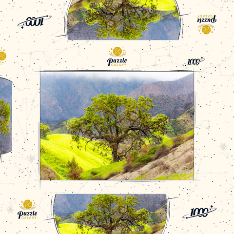 Darstellung des Puzzle Motivs Kalifornische Eiche in den grünen Hügeln im Frühling California Oak Tree in Spring Green Hills 1000 Puzzle Schachtel 3D Modell