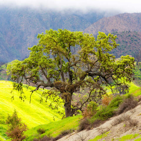Darstellung des Puzzle Motivs Kalifornische Eiche in den grünen Hügeln im Frühling California Oak Tree in Spring Green Hills 100 Puzzle 3D Modell