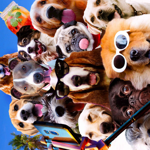 Darstellung des Puzzle Motivs Dog Selfie, Pet Dogs - Random Galaxy Dog Selfie, Pet Dogs - Random Galaxy 500 Puzzle 3D Modell