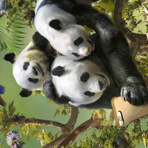Darstellung des Puzzle Motivs Panda Selfie, Pandas - Random Galaxy Panda Selfie, Pandas - Random Galaxy 1000 Puzzle 3D Modell