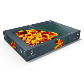 Darstellung des Puzzle Motivs Marigold / Tagetes patula - Puzzleteile: 1000