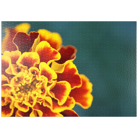 Darstellung des Puzzle Motivs Marigold / Tagetes patula - Puzzleteile: 1000