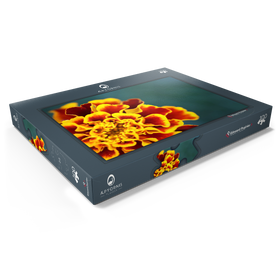 Darstellung des Puzzle Motivs Marigold / Tagetes patula - Puzzleteile: 100