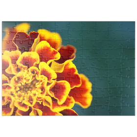 Darstellung des Puzzle Motivs Marigold / Tagetes patula - Puzzleteile: 100