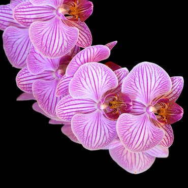 Orchid intimacy 1000 Puzzle 3D Modell