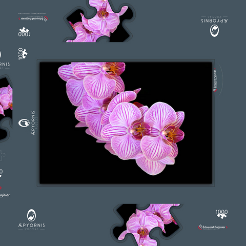 Orchid intimacy 1000 Puzzle Schachtel 3D Modell