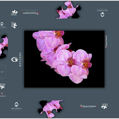Orchid intimacy 100 Puzzle Schachtel 3D Modell