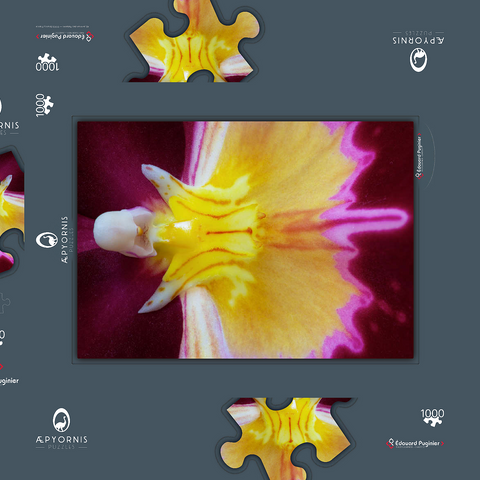 Orchidaceae 1000 Puzzle Schachtel 3D Modell