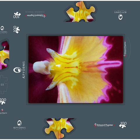 Orchidaceae 100 Puzzle Schachtel 3D Modell
