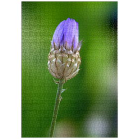 Darstellung des Puzzle Motivs Blaue Catananche - Puzzleteile: 1000