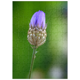 Darstellung des Puzzle Motivs Blaue Catananche - Puzzleteile: 100
