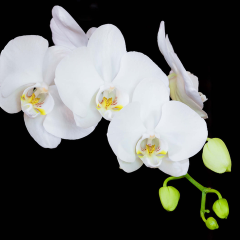 Pure Orchid 1000 Puzzle 3D Modell