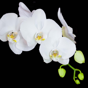 Pure Orchid 100 Puzzle 3D Modell