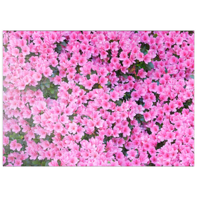 Darstellung des Puzzle Motivs Blumig - Puzzleteile: 100