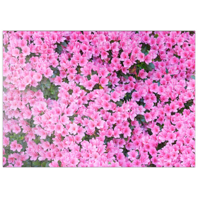 Darstellung des Puzzle Motivs Blumig - Puzzleteile: 200